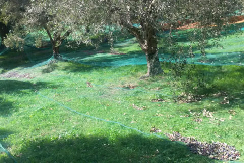 Anna dei Sapori